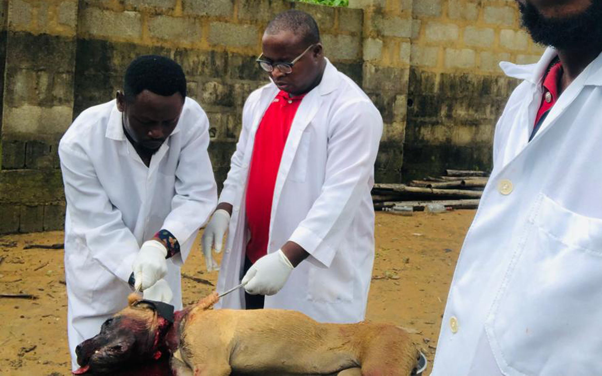 Rabies-Nigeria6 Veterinary doctors collecting brain sample from a suspected rabid dog for testing in Cross River State. August 2023.