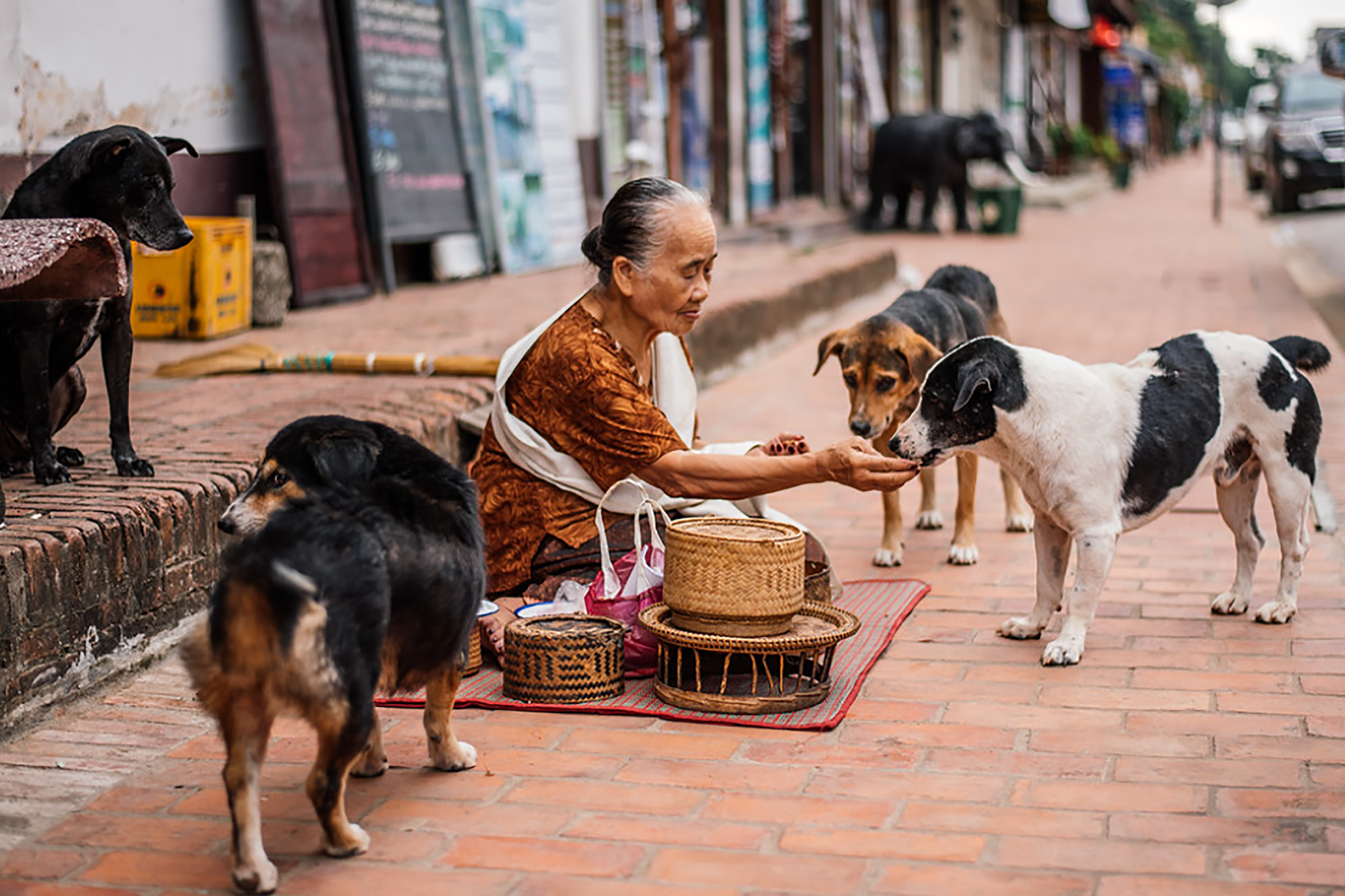 Stray dogs in stray dogs in the street of Luang Prabang -- Ahmad S Stray dogs in stray dogs in the street of Luang Prabang