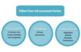 yellow fever chart